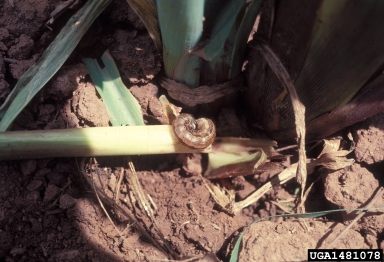 fall armyworm (Spodoptera frugiperda ) on corn (Zea mays ) - 1481078