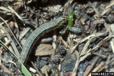 fall armyworm (Spodoptera frugiperda ) on fall armyworm (Spodoptera frugiperda ) - 1481079