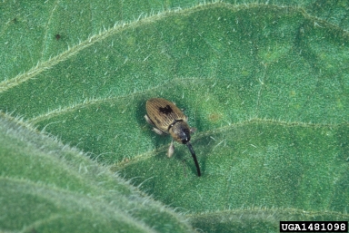 red sunflower seed weevil (Smicronyx fulvus ) on sunflower (Helianthus spp. ) - 1481098
