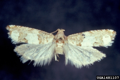 banded sunflower moth (Cochylis hospes ) on sunflower (Helianthus spp. ) - 1481107