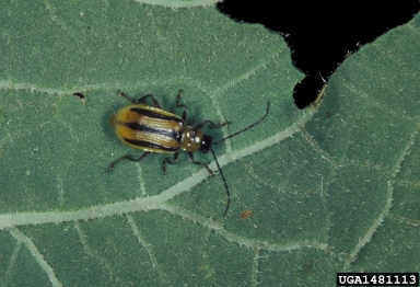 western corn rootworm (Diabrotica virgifera virgifera) on sunflower (Helianthus spp. ) - 1481113