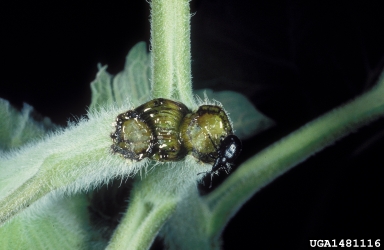 sunflower headclipping weevil (Haplorhynchites aeneus ) on sunflower (Helianthus spp. ) - 1481116