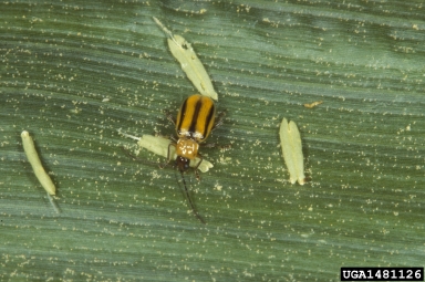 western corn rootworm (Diabrotica virgifera virgifera) on corn (Zea mays ) - 1481126