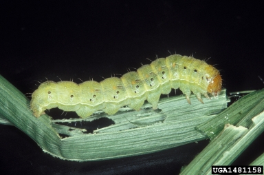 bollworm (Helicoverpa zea ) on corn (Zea mays ) - 1481158