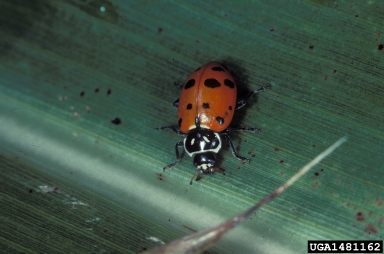 convergent lady beetle (Hippodamia convergens ) on corn (Zea mays ) - 1481162
