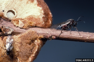 Cynipid gall wasp (  ) on post oak (Quercus stellata ) - 1482013