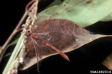 Ichneumonid wasp, Ophion bilineatus  (Hymenoptera: Ichneumonidae) - 1482014