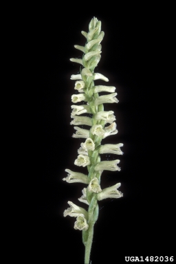 greenvein lady's tresses, Spiranthes praecox  (Orchidales: Orchidaceae) - 1482036