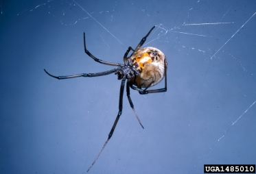 brown widow spider, Latrodectus geometricus  (Araneae: Theridiidae) - 1485010