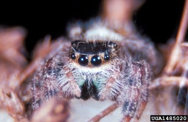 jumping spider, Phidippus clarus  (Araneae: Salticidae) - 1485020