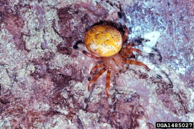 marbled orbweaver, Araneus marmoreus  (Araneae: Araneidae) - 1485027