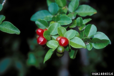 limeberry, Triphasia trifolia  (Sapindales: Rutaceae) - 1486016