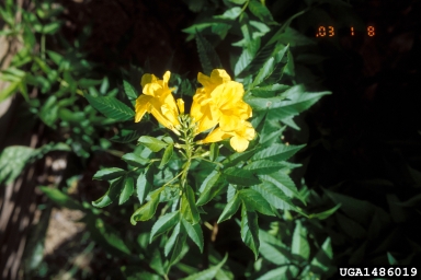 trumpetflower, Tecoma stans  (Scrophulariales: Bignoniaceae) - 1486019