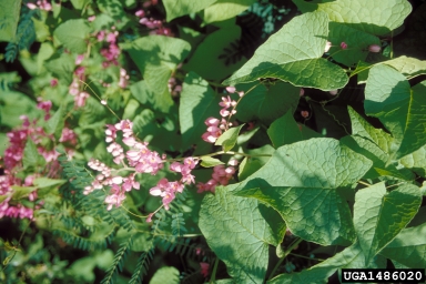 coral vine, Antigonon leptopus  (Polygonales: Polygonaceae) - 1486020