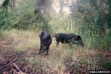pig (feral), Sus scrofa (feral type) (Artiodactyla: Suidae) - 1486025