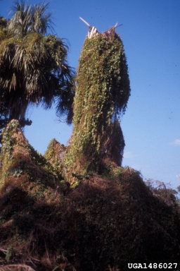 Texas madeiravine, Anredera vesicaria  (Caryophyllales: Basellaceae) - 1486027