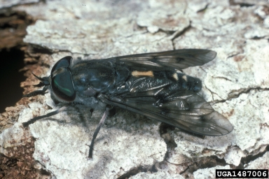 horse fly, Poeciloderas quadripunctatus  (Diptera: Tabanidae) - 1487006