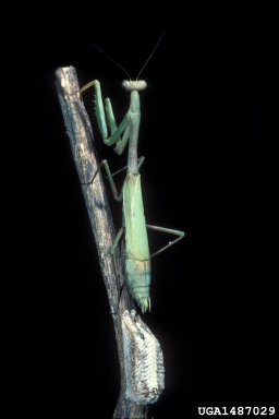Carolina mantid, Stagmomantis carolina  (Mantodea: Mantidae) - 1487029