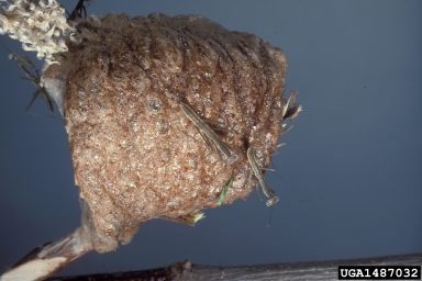 Chinese mantid, Tenodera aridifolia  (Mantodea: Mantidae) - 1487032