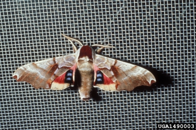 twin-spotted sphinx, Smerinthus jamaicensis  (Lepidoptera: Sphingidae) - 1490003