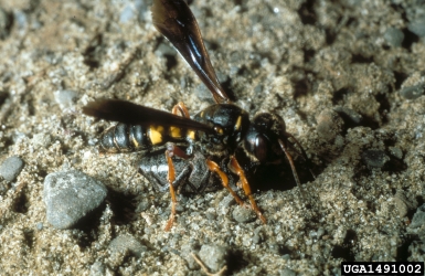 Sphecid wasps (Eucerceris spp. ) on weevil (Cleonis spp. ) - 1491002