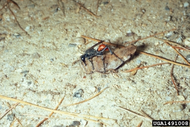 Sphecid wasps (Prionyx spp. ) on grasshoppers (  ) - 1491008