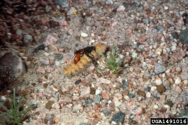 Sphecid wasp (Podalonia valida ) on saltmarsh caterpillar (Estigmene acrea ) - 1491016