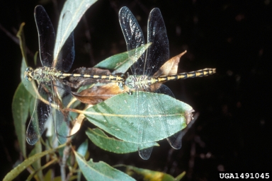 Clubtail dragonflies,    (Odonata: Gomphidae) - 1491045