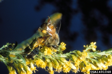 ambush bugs, Phymata spp.  (Hemiptera: Reduviidae) - 1491048