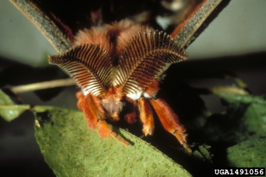 cecropia moth, Hyalophora cecropia  (Lepidoptera: Saturniidae) - 1491056