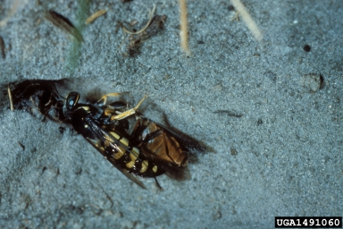 horse guard wasp (Stictia carolina ) on horse flies (Tabanus spp. ) - 1491060