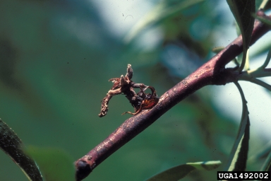 brown rots (Monilinia spp. ) on peach (Prunus persica ) - 1492002