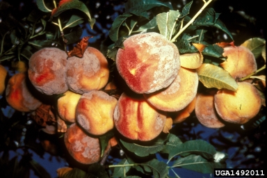 brown rots (Monilinia spp. ) on peach (Prunus persica ) - 1492011