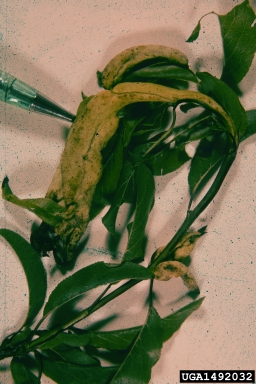 peach leaf curl (Taphrina deformans ) on peach (Prunus persica ) - 1492032