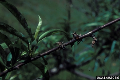 brown rot blossom blight and spur infection (Monilinia laxa ) on peach (Prunus persica ) - 1492056