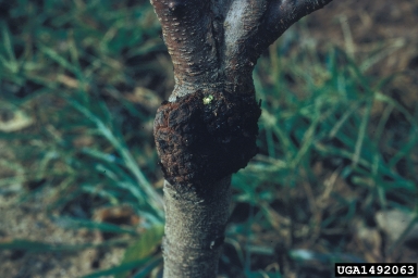 crown gall (Rhizobium radiobacter ) on peach (Prunus persica ) - 1492063