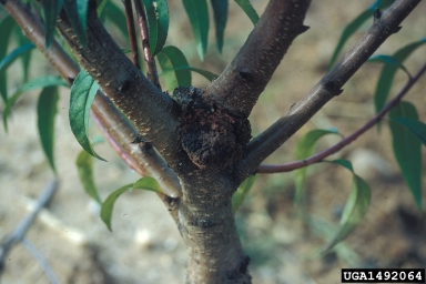 crown gall (Rhizobium radiobacter ) on peach (Prunus persica ) - 1492064