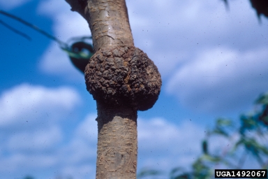 crown gall (Rhizobium radiobacter ) on peach (Prunus persica ) - 1492067