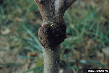 crown gall (Rhizobium radiobacter ) on peach (Prunus persica ) - 1492070