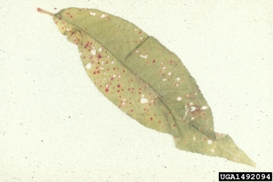 bacterial spot of stone fruits (Xanthomonas arboricola pv. pruni) on peach (Prunus persica ) - 1492094