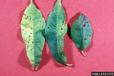 bacterial spot of stone fruits (Xanthomonas arboricola pv. pruni) on peach (Prunus persica ) - 1492099