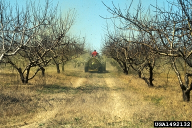 pesticides on peach (Prunus persica ) - 1492132