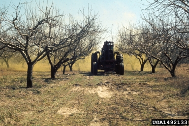 pesticides on peach (Prunus persica ) - 1492133