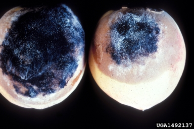 bread mold (Rhizopus stolonifer var. stolonifer) on peach (Prunus persica ) - 1492137