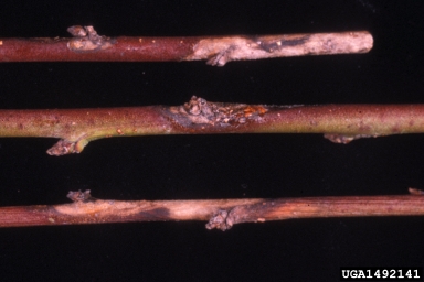 Phomopsis cankers and twig blights (Phomopsis spp. ) on peach (Prunus persica ) - 1492141