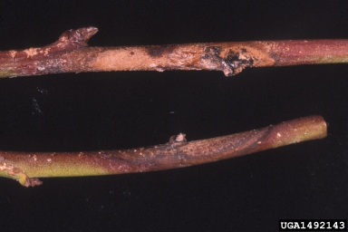 Phomopsis cankers and twig blights (Phomopsis spp. ) on peach (Prunus persica ) - 1492143
