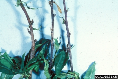 Phomopsis cankers and twig blights (Phomopsis spp. ) on peach (Prunus persica ) - 1492145