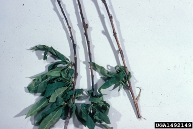 Phomopsis cankers and twig blights (Phomopsis spp. ) on peach (Prunus persica ) - 1492149