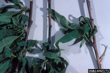 Phomopsis cankers and twig blights (Phomopsis spp. ) on peach (Prunus persica ) - 1492171