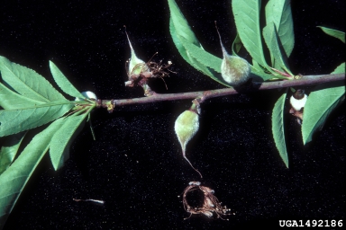 peach, Prunus persica  (Rosales: Rosaceae) - 1492186
